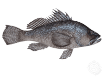 Black Sea Bass